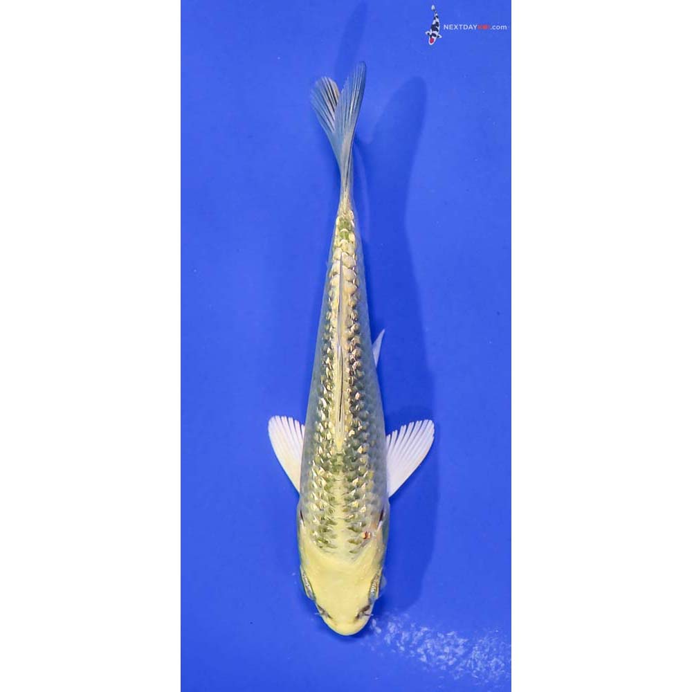 3.5” Imported Gin Rin Ki Matsuba