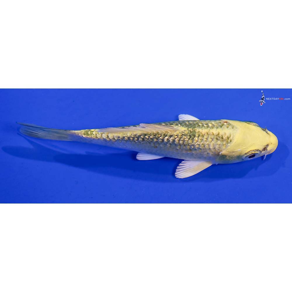 3.5” Imported Gin Rin Ki Matsuba
