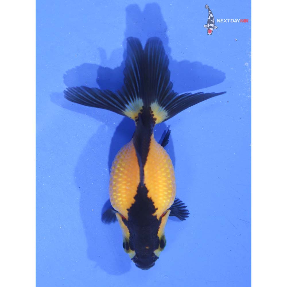 2.5” Imported Yellow and Black Pearlscale