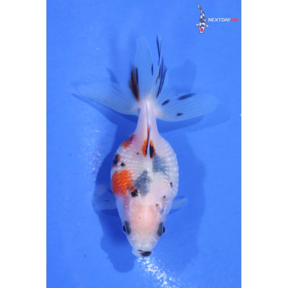 2” Imported Calico Pearlscale