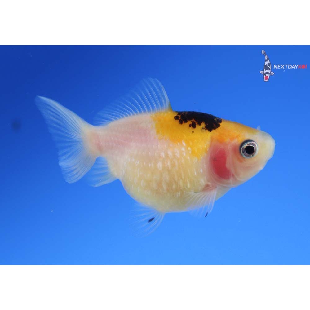 2.5” Imported Tri Color Pearlscale