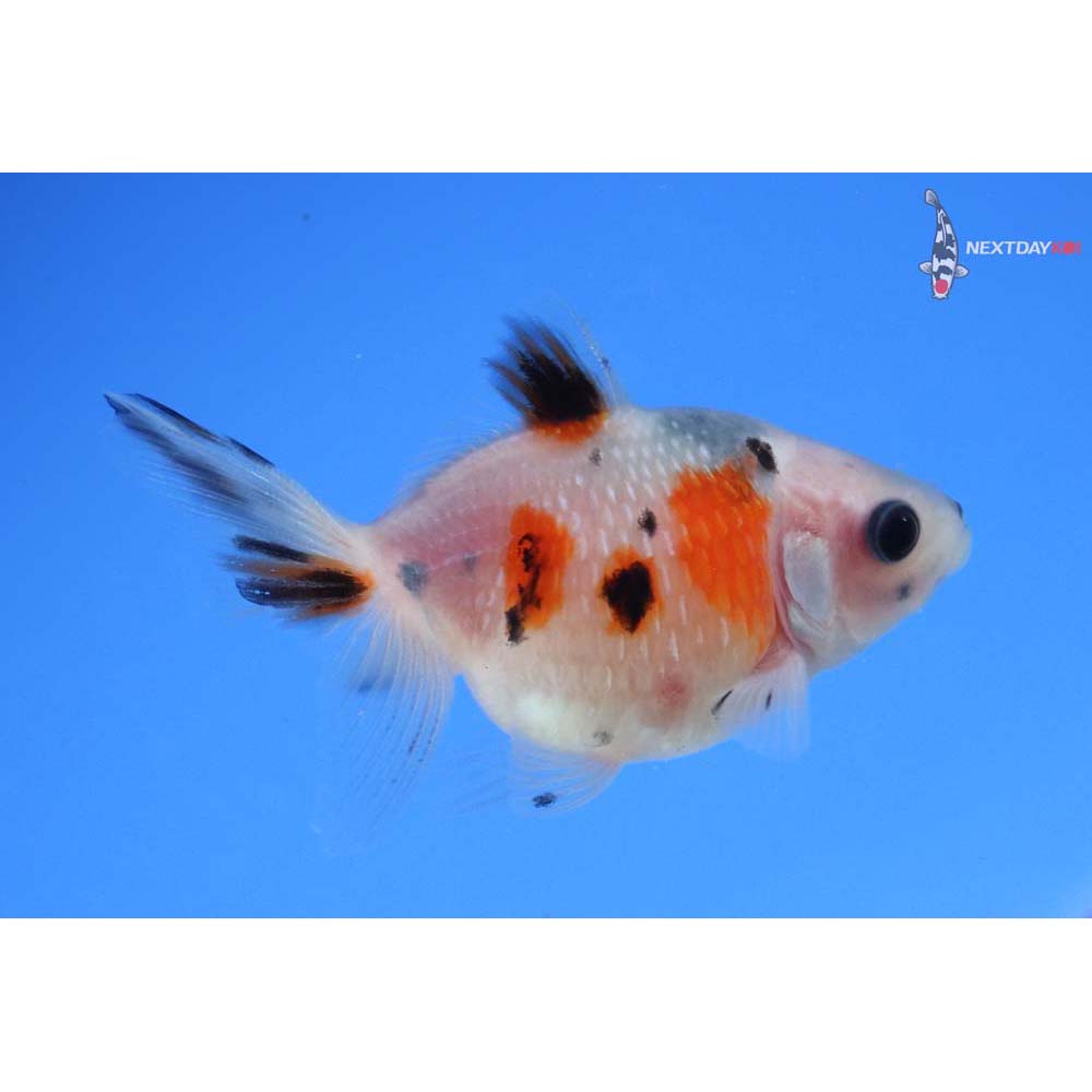 2” Imported Calico Pearlscale