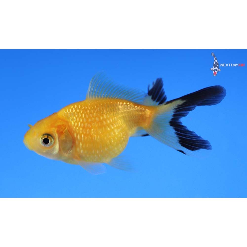 2.5” Imported Yellow and Black Pearlscale