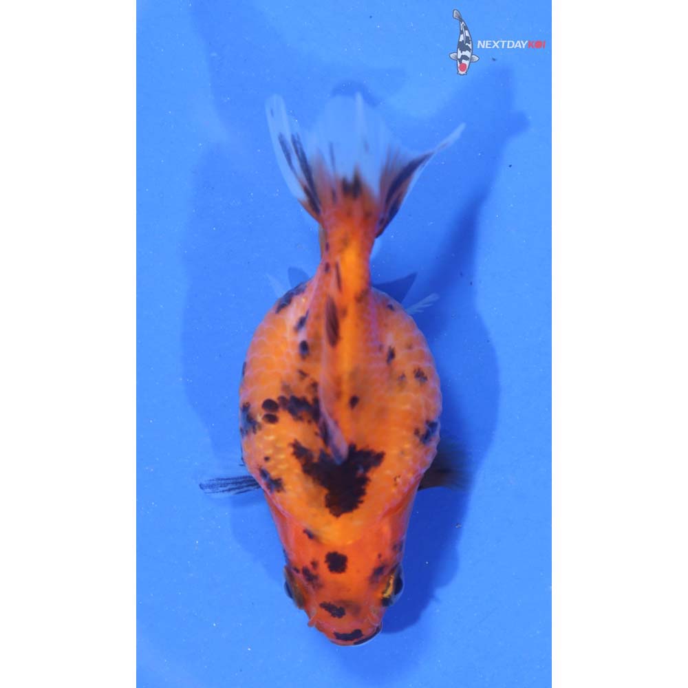 2” Imported Calico Pearlscale