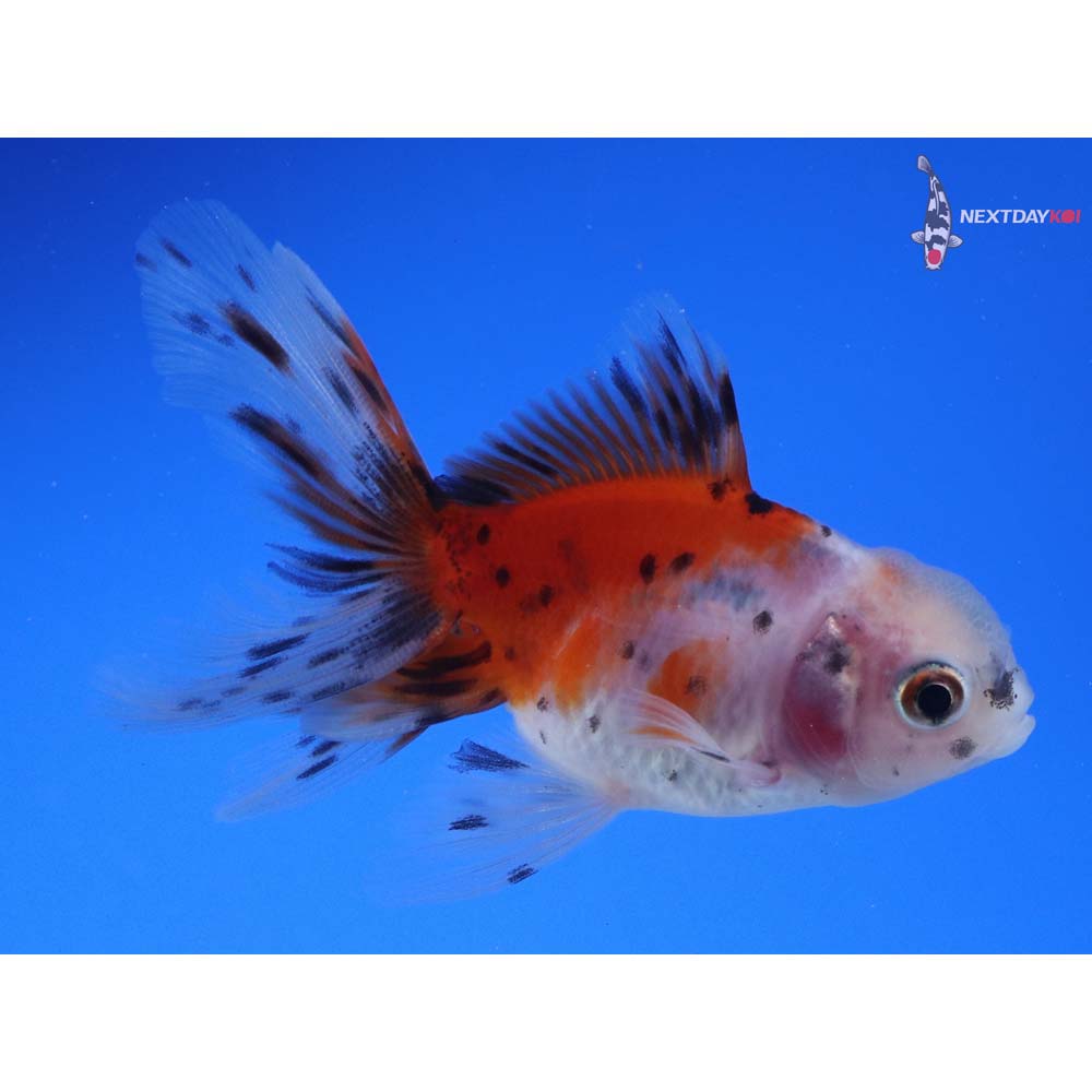 3” Imported Calico Oranda