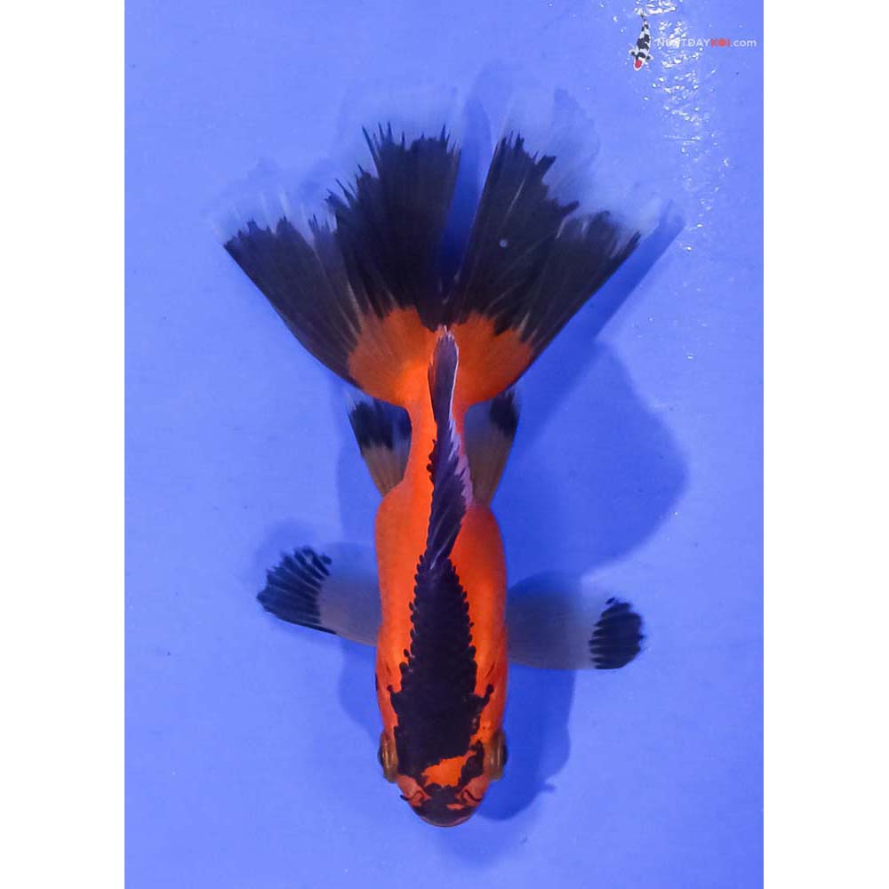 3” Imported Red and Black Fantail