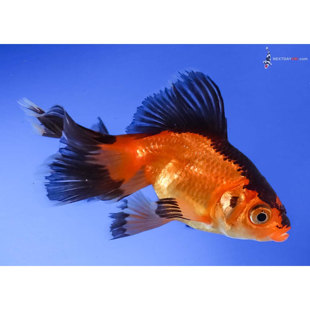 3” Imported Red and Black Fantail