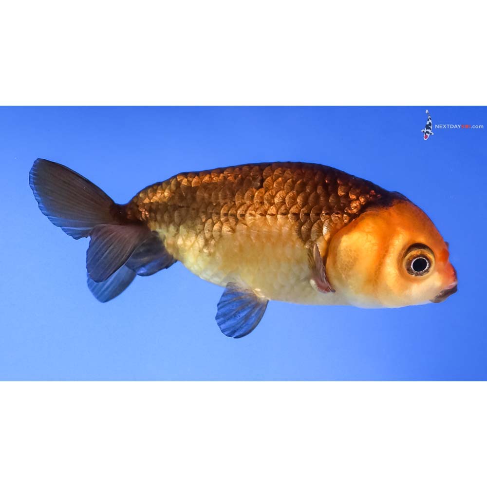 3.5” Imported Red and Black Ranchu
