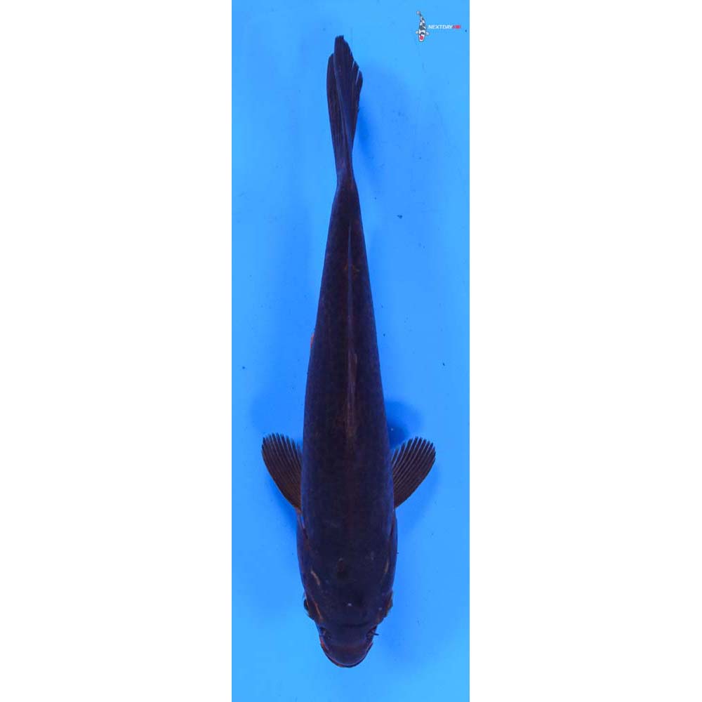 7” Imported Chagoi