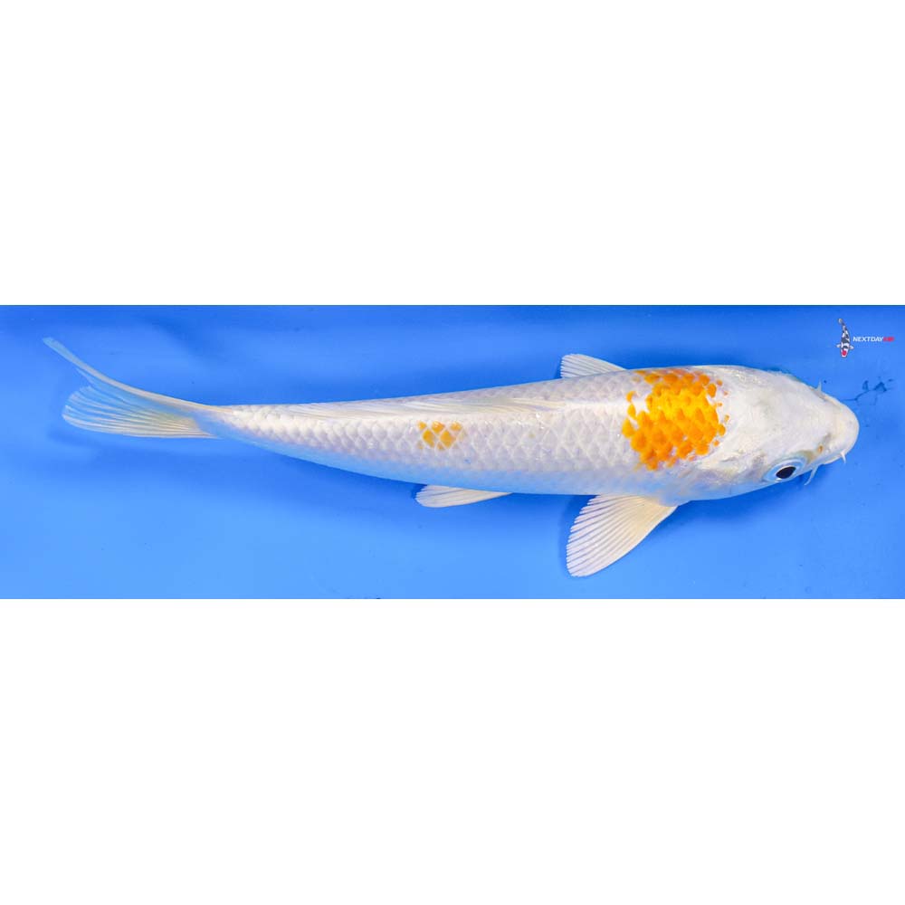 7.5” Imported Hariwake