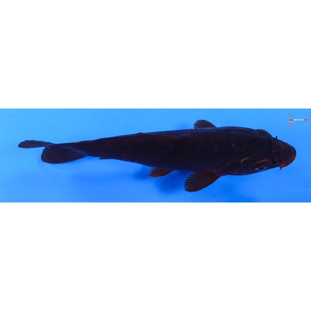 7” Imported Chagoi