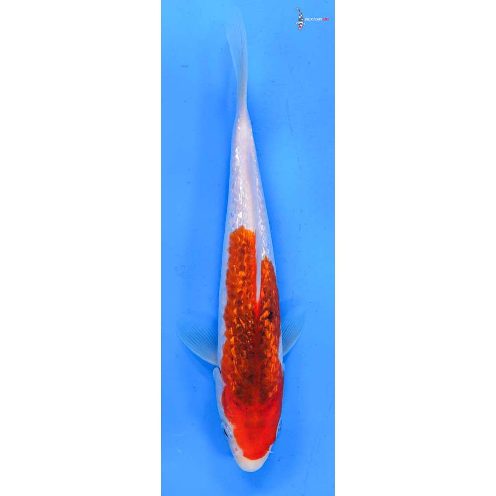 8” Imported Gin Rin Goromo