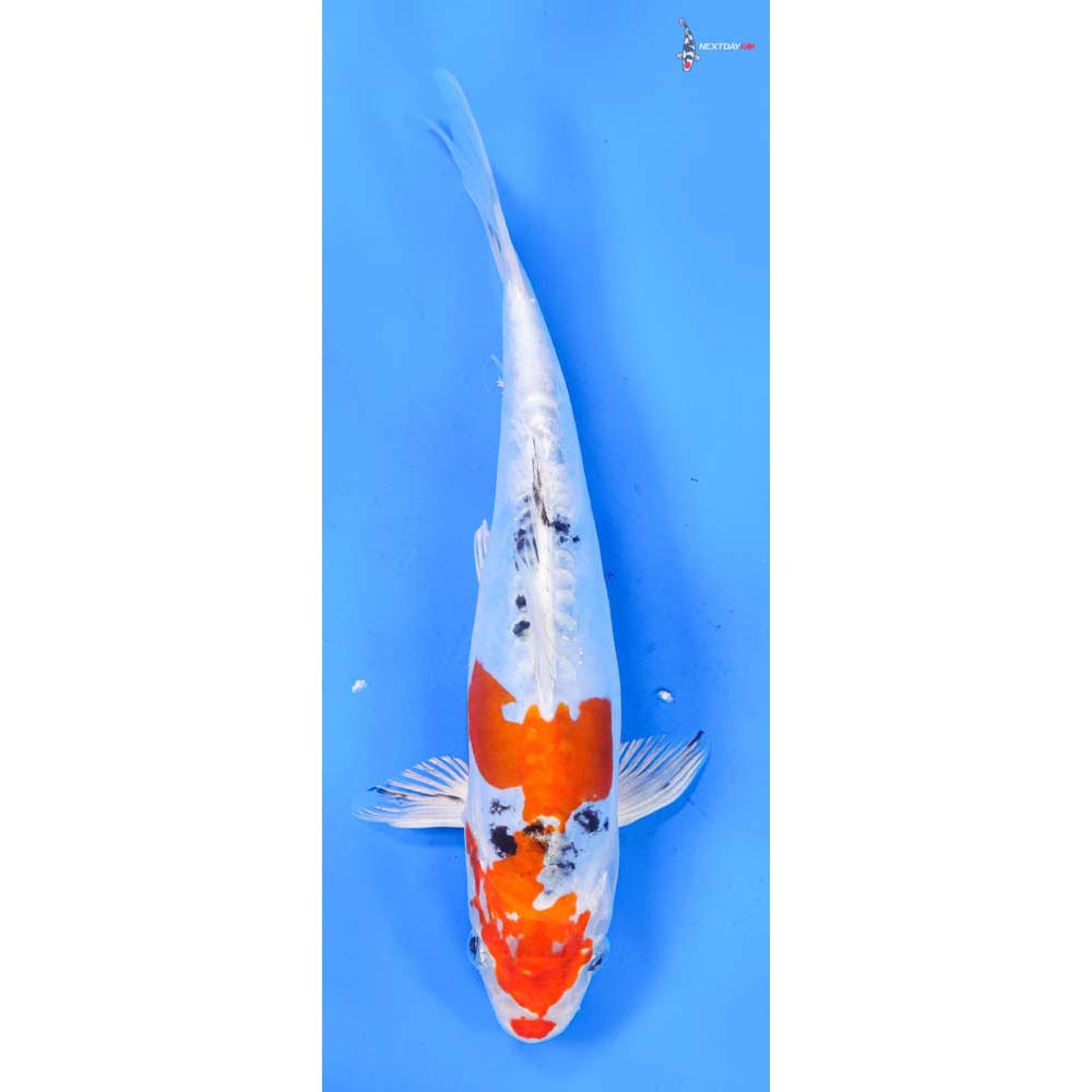 8.5” Imported Heisei Nishiki