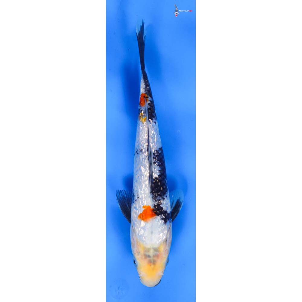 8.5” Imported Gin Rin Showa