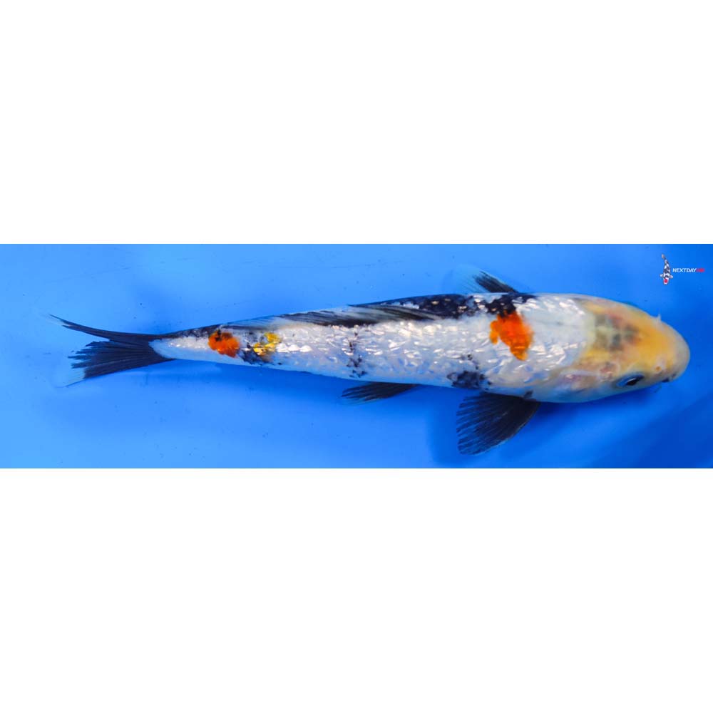 8.5” Imported Gin Rin Showa