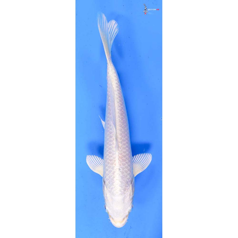 7.5” Imported Platinum Ogon