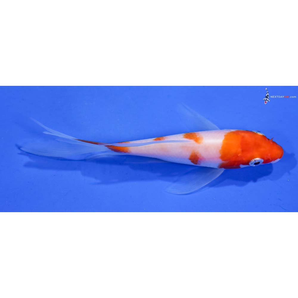 4.5” Imported Kohaku Butterfly Koi