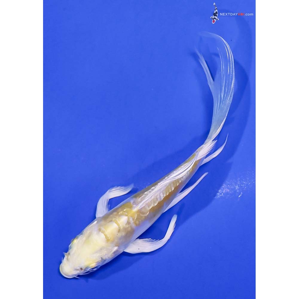 4.5” Imported Doitsu Lemon Hariwake Butterfly Koi