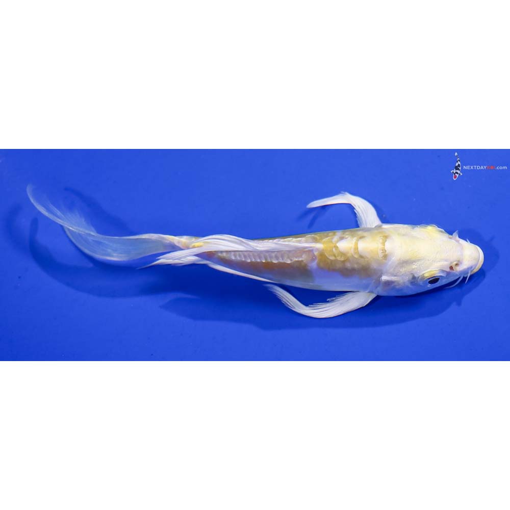4.5” Imported Doitsu Lemon Hariwake Butterfly Koi