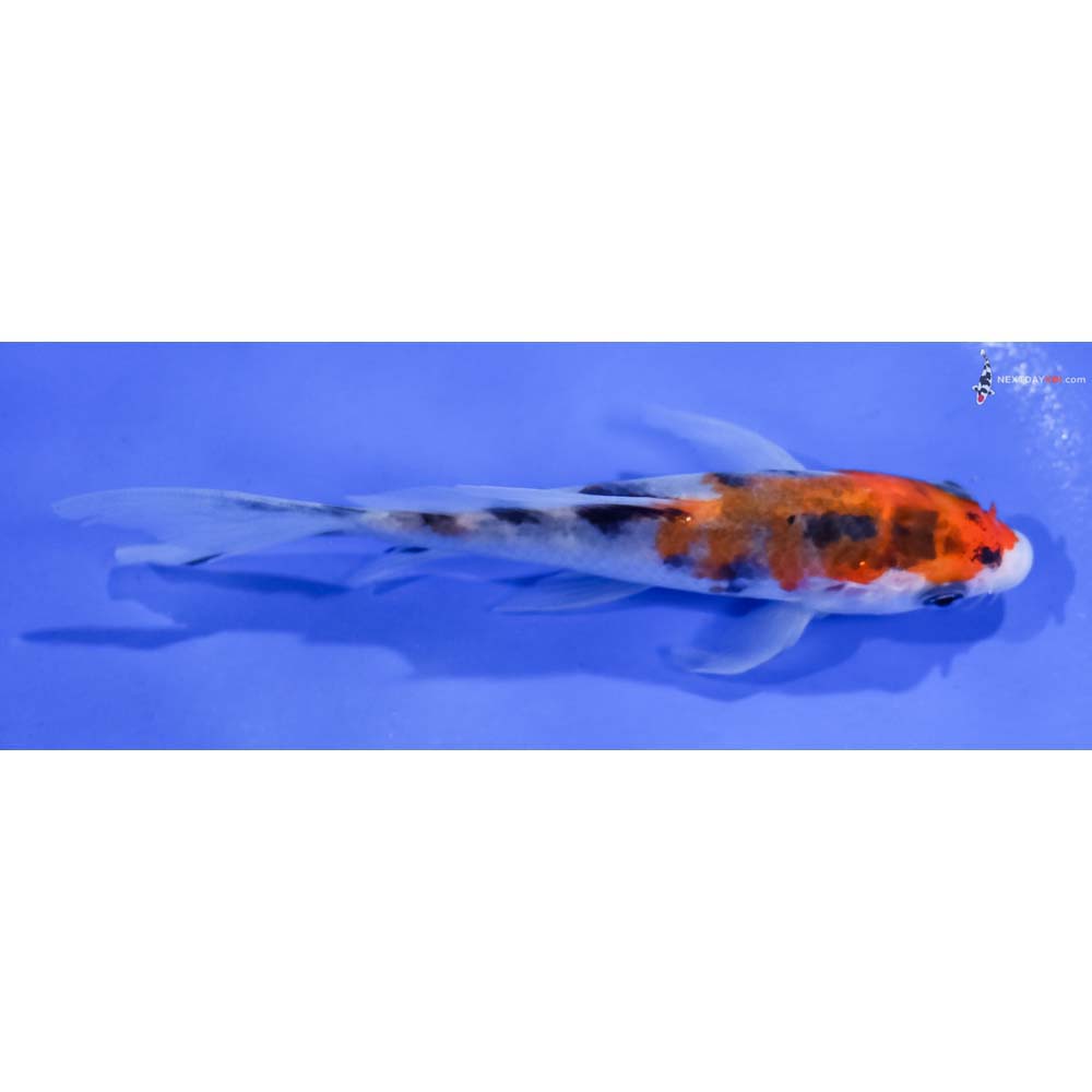 4.5” Imported Sanke Butterfly Koi