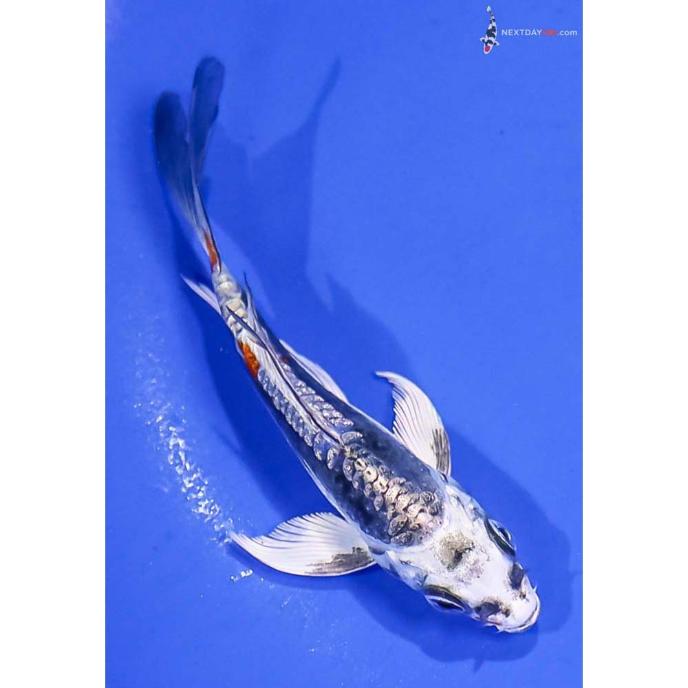 4” Imported Gin Rin Kin Kikokuryu Butterfly Koi