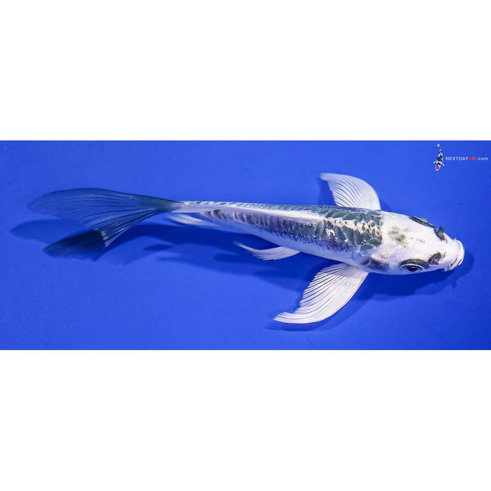 4.5” Imported Kikokuryu Butterfly Koi