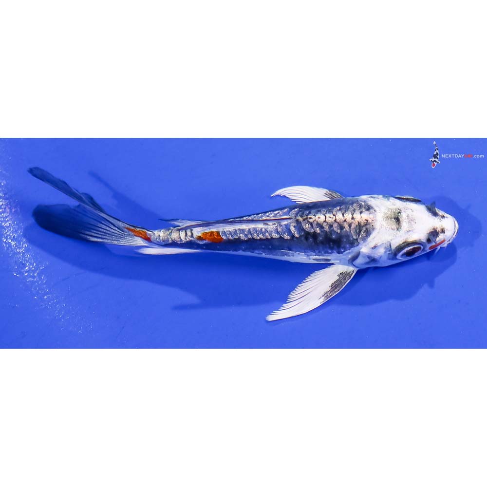 4” Imported Gin Rin Kin Kikokuryu Butterfly Koi