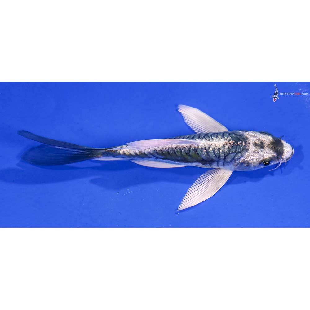 4.5” Imported Kin Kikokuryu Butterfly Koi
