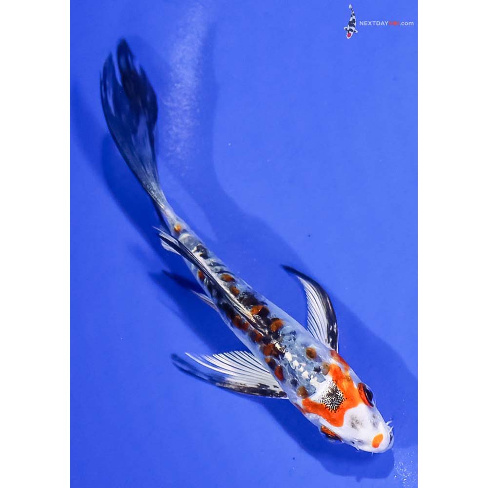 4.5” Imported Heisei Nishiki Butterfly Koi