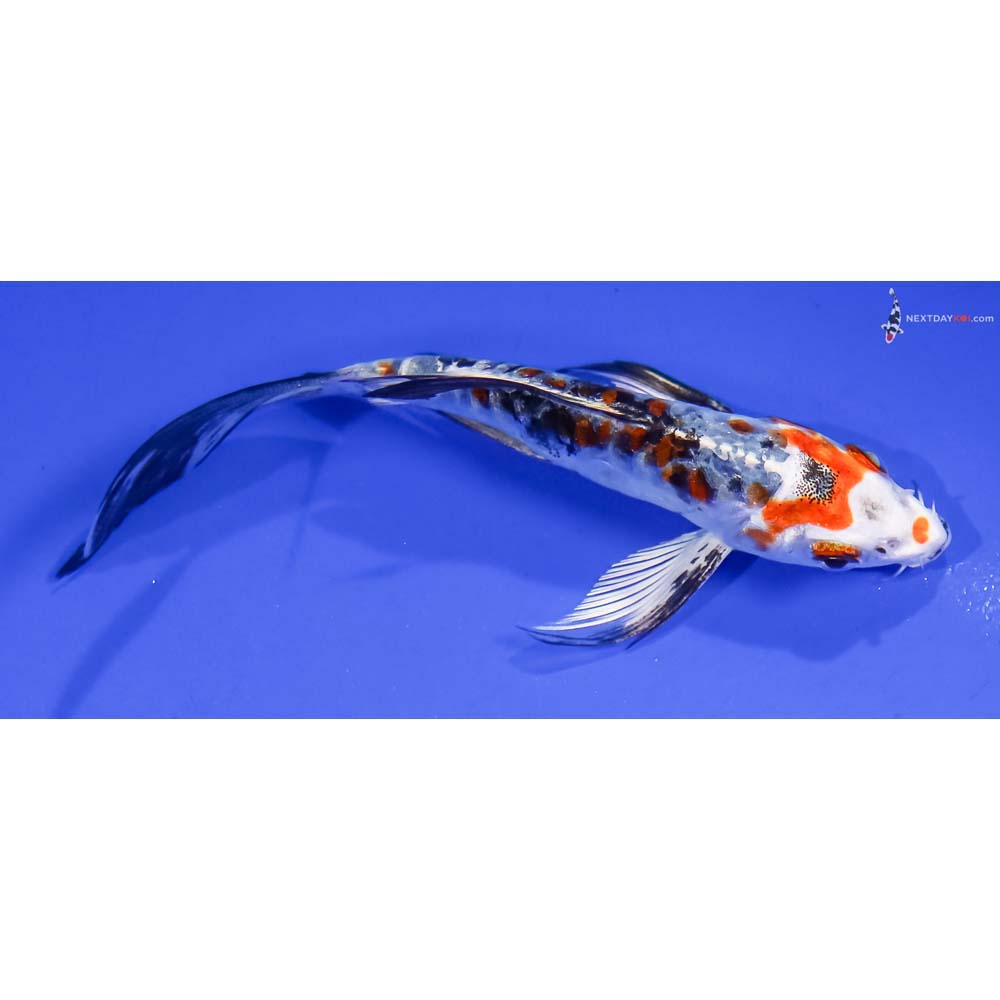 4.5” Imported Heisei Nishiki Butterfly Koi