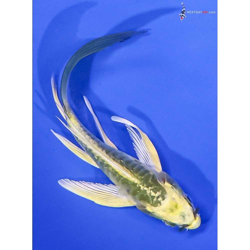 4.5” Imported Kin Kikokuryu Butterfly Koi