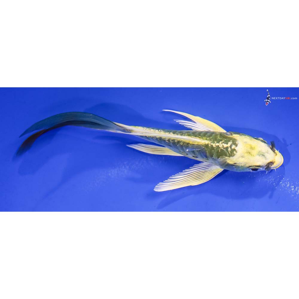 4.5” Imported Kin Kikokuryu Butterfly Koi