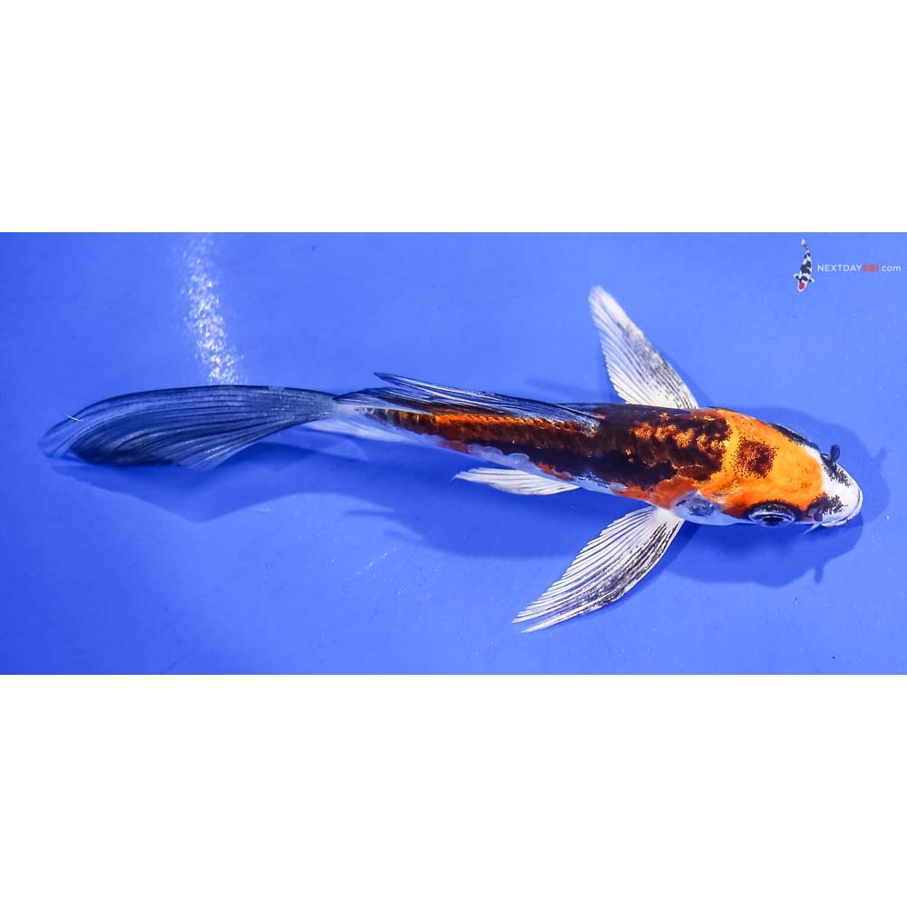5” Imported Kin Kikokuryu Butterfly Koi