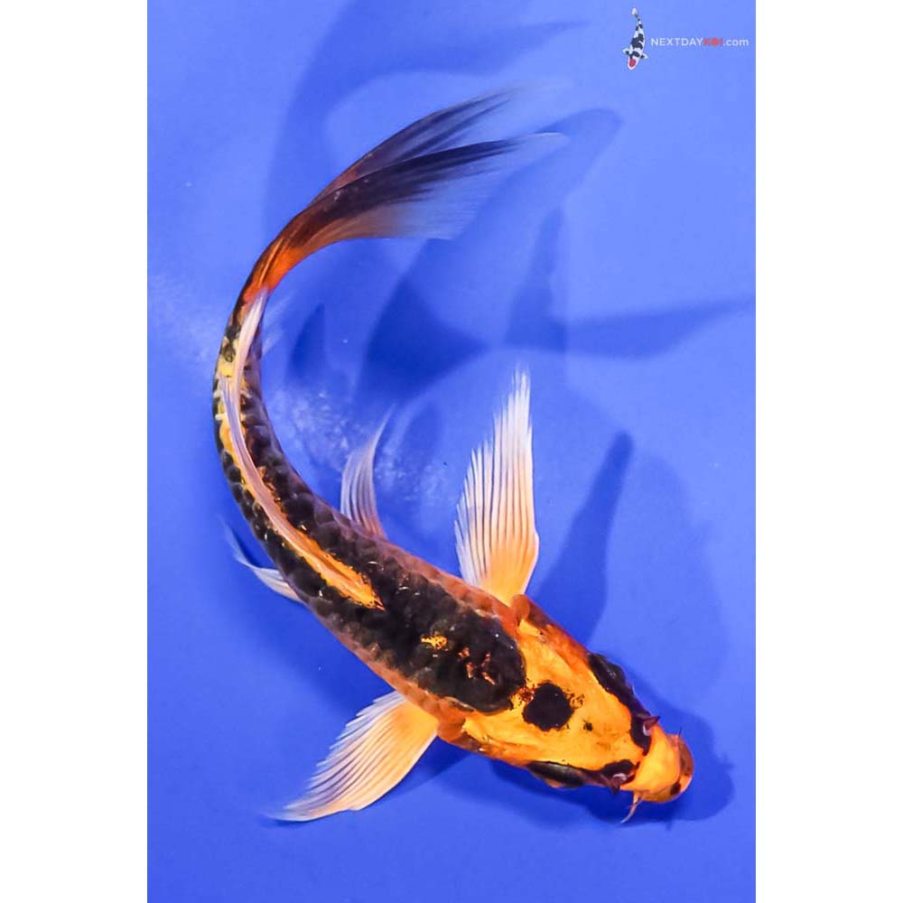 5” Imported Armor Scaled Orenji Matsuba Butterfly Koi