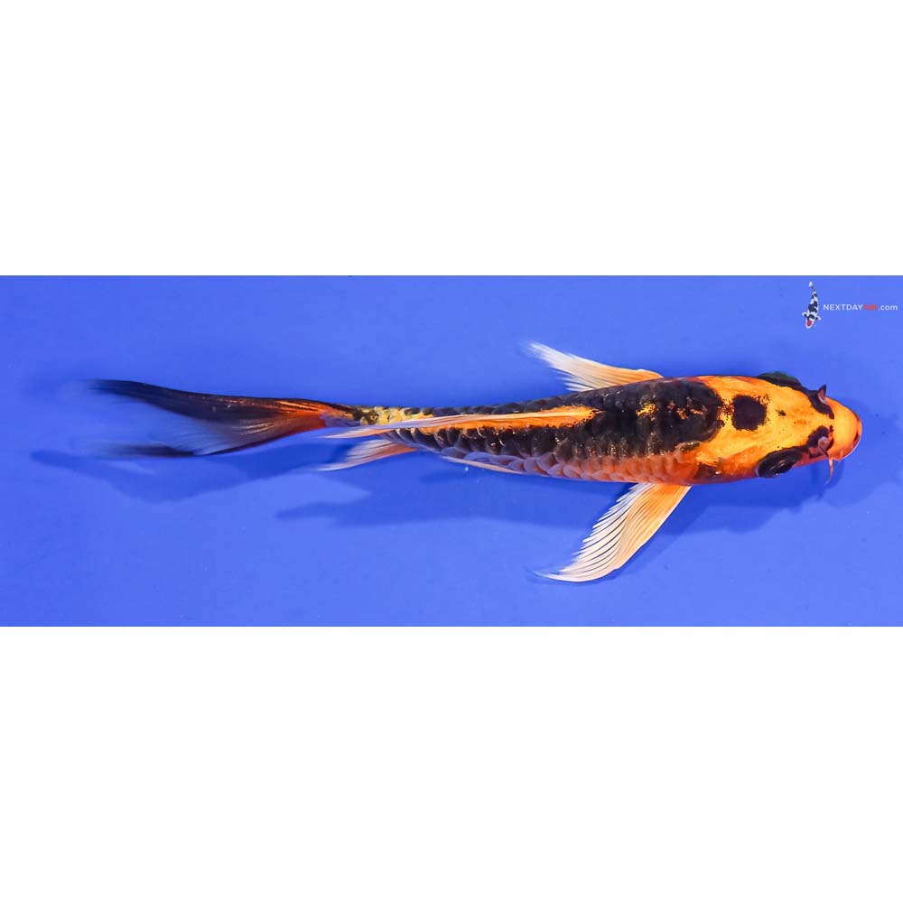 5” Imported Armor Scaled Orenji Matsuba Butterfly Koi