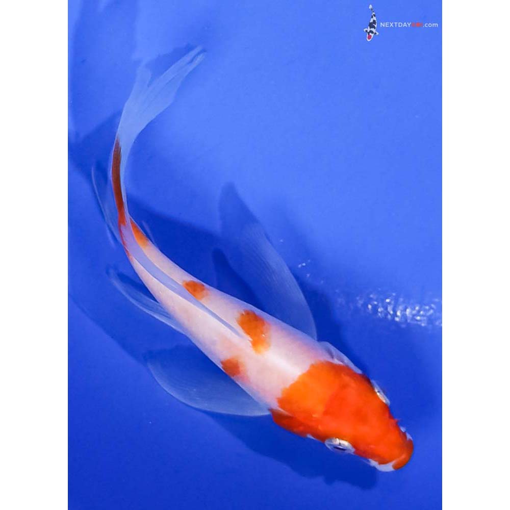 4.5” Imported Kohaku Butterfly Koi