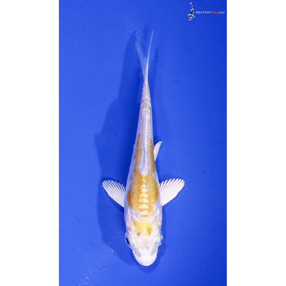 3.5” Imported Doitsu Lemon Hariwake