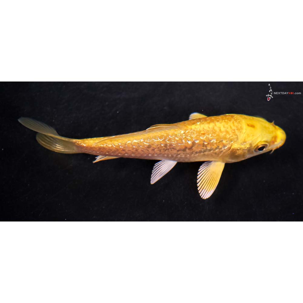 4” Imported Gin Rin Yamabuki Ogon