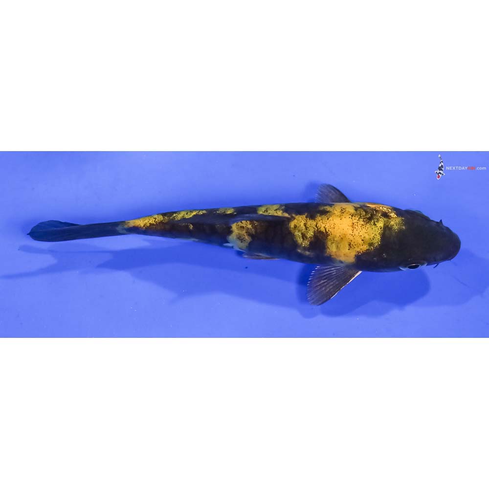 3.5” Imported Ki Utsuri
