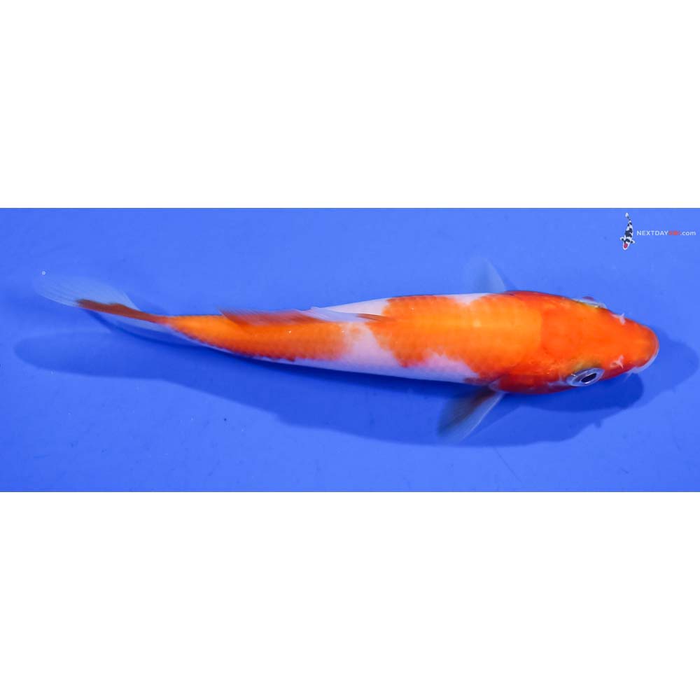 4” Imported Kohaku