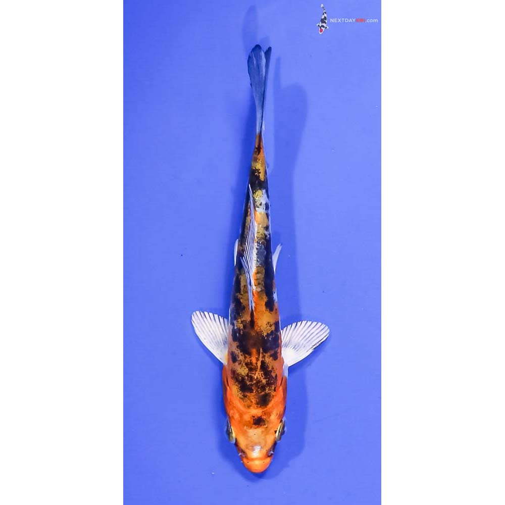 4” Imported Kin Kikokuryu