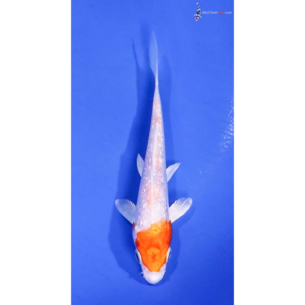 4” Imported Gin Rin Hariwake