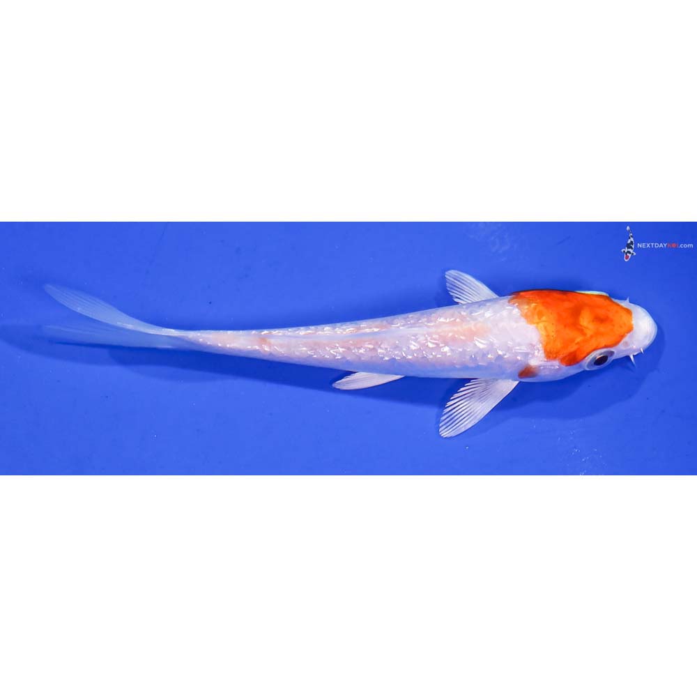 4” Imported Gin Rin Hariwake