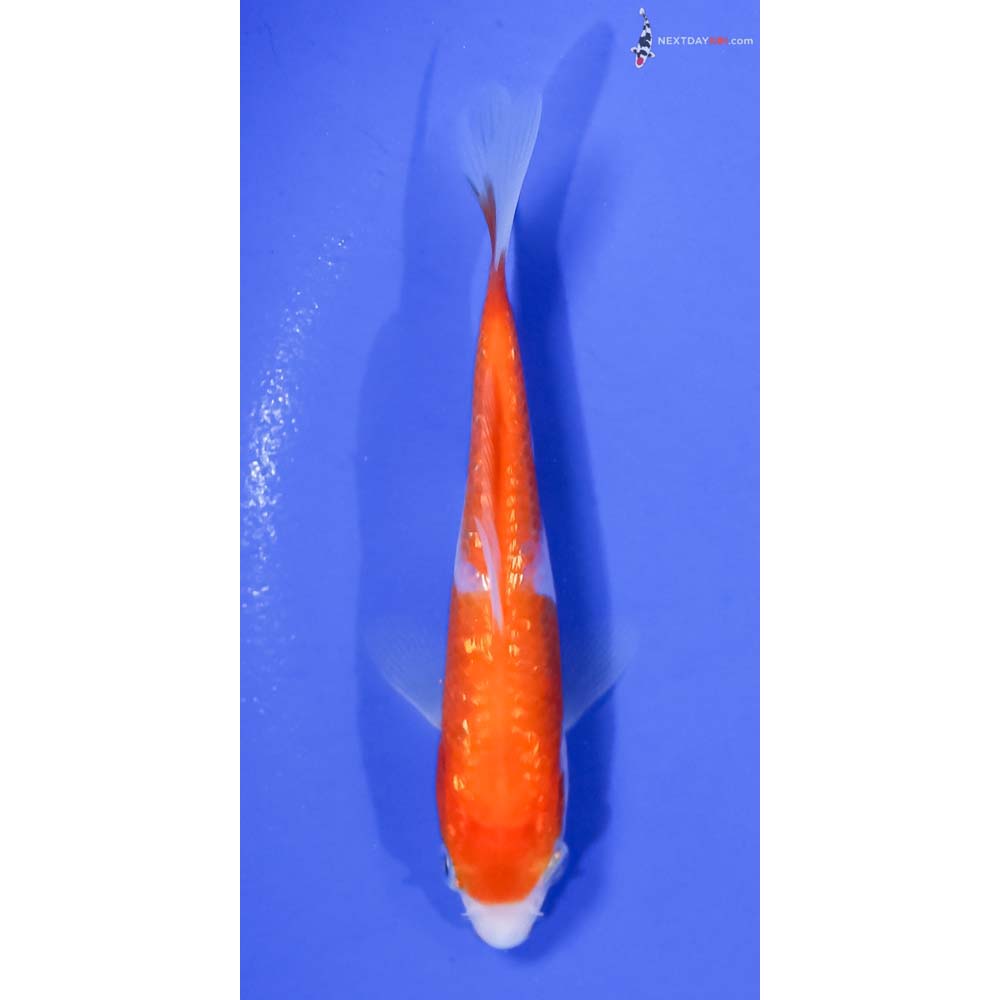 4” Imported Gin Rin Kohaku