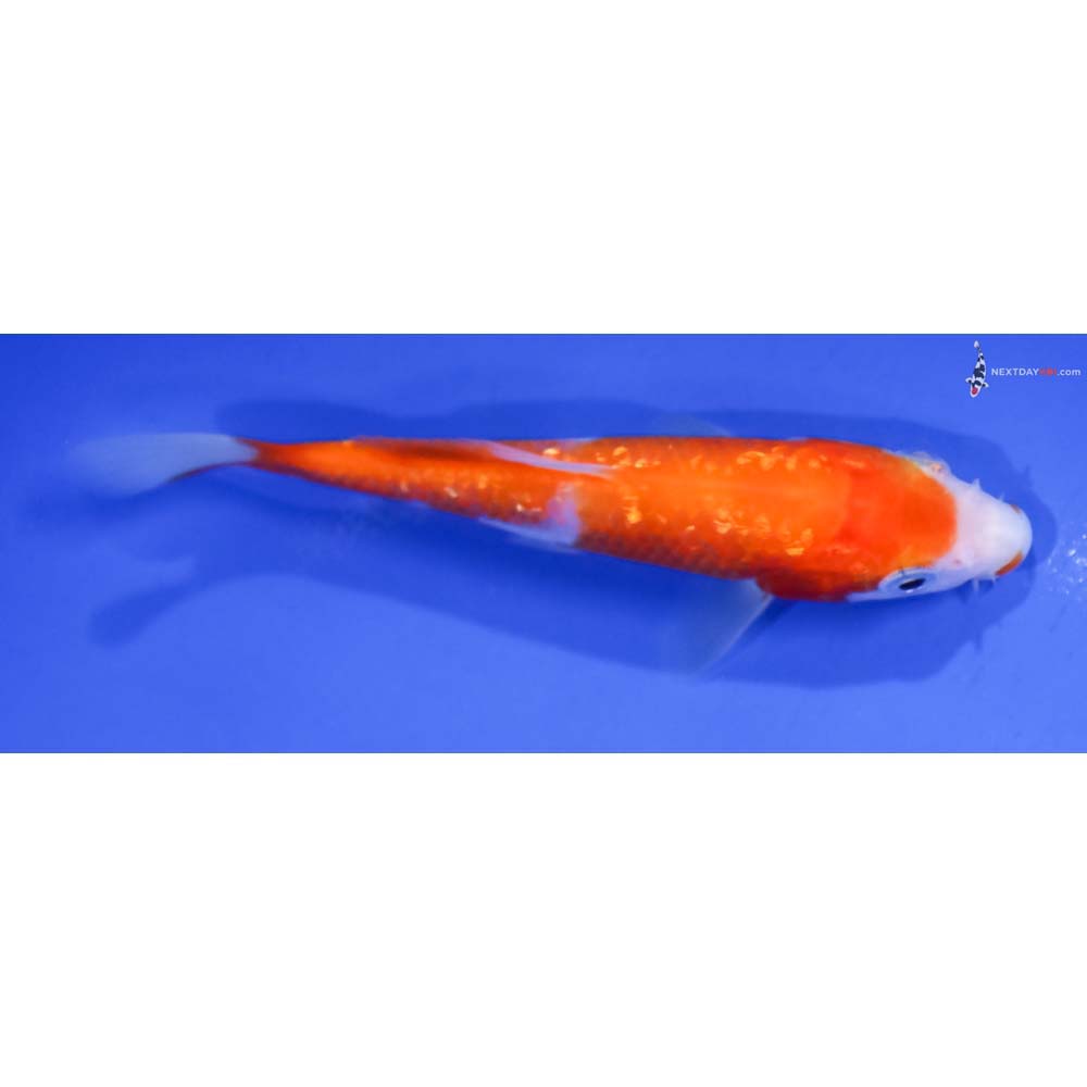 4” Imported Gin Rin Kohaku