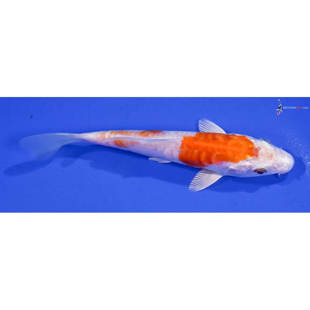 4.5” Imported Kikusui