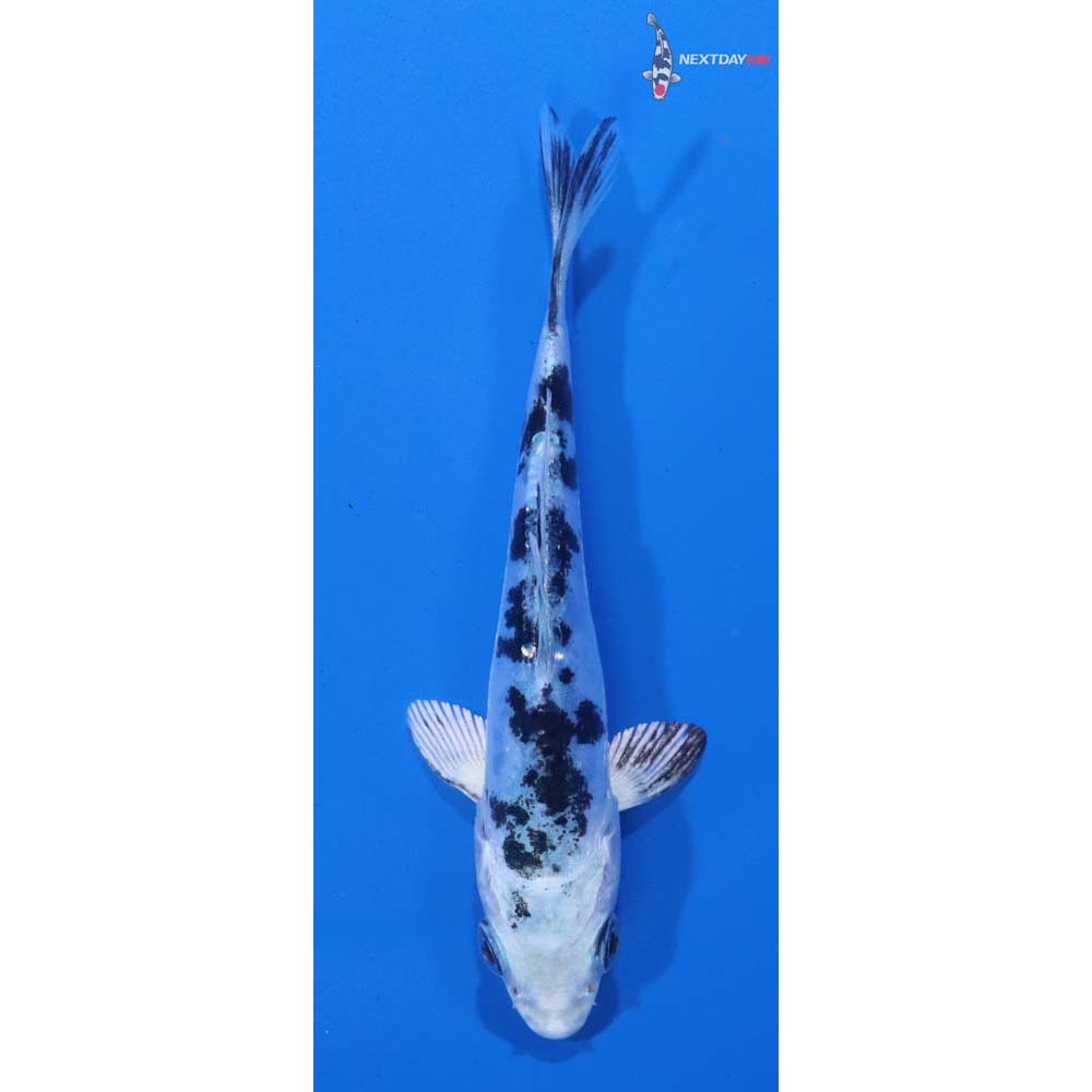 4” Imported Doitsu Shiro Bekko