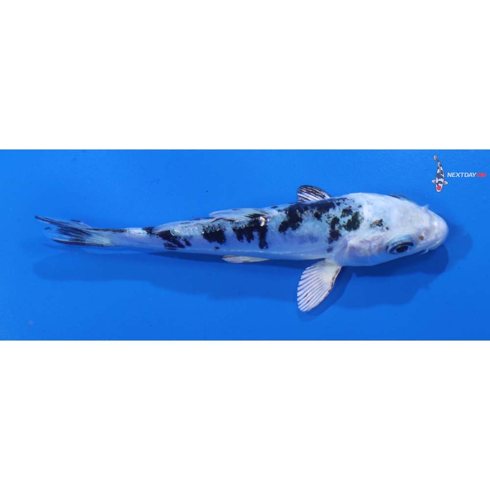4” Imported Doitsu Shiro Bekko