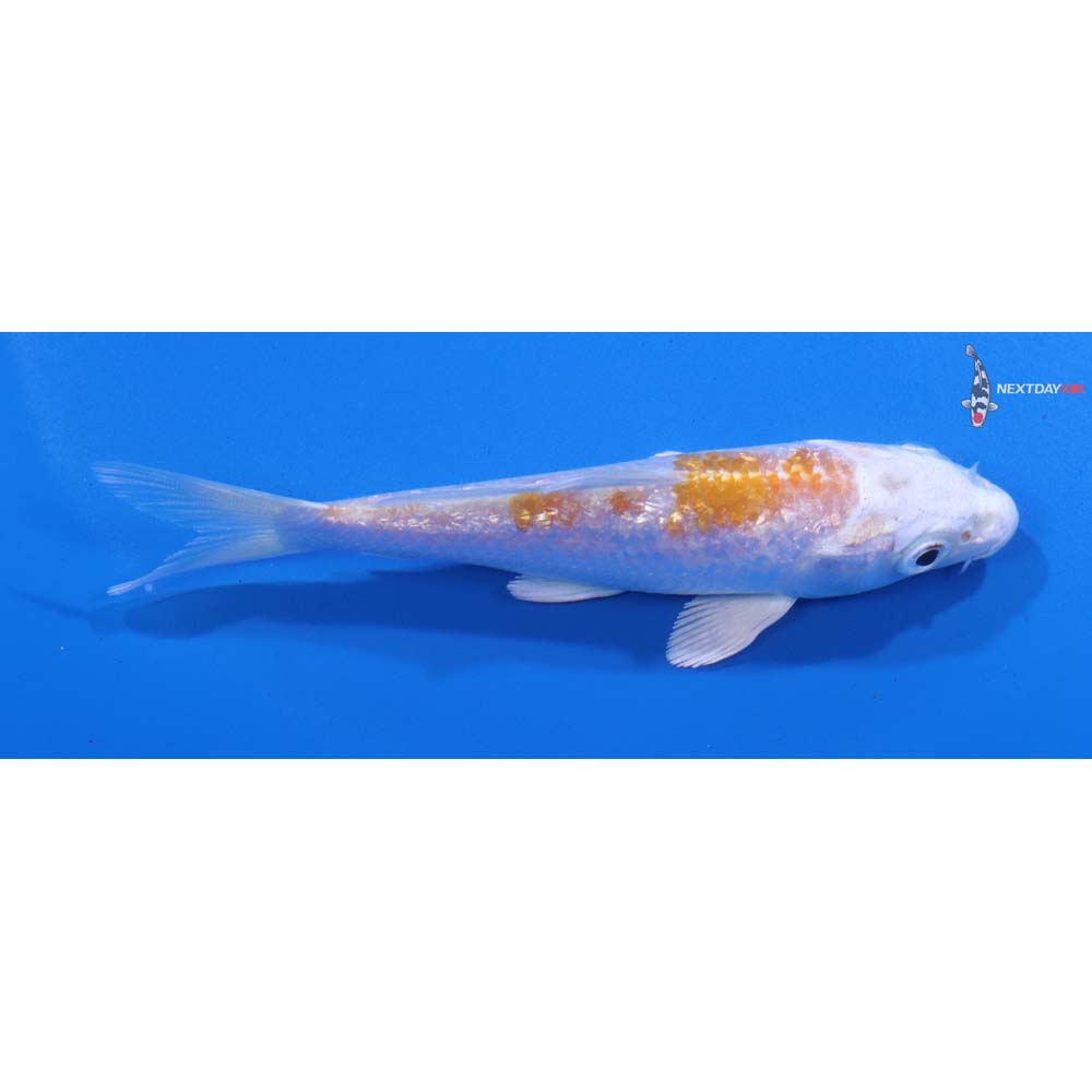 4” Imported Gin Rin Lemon Hariwake
