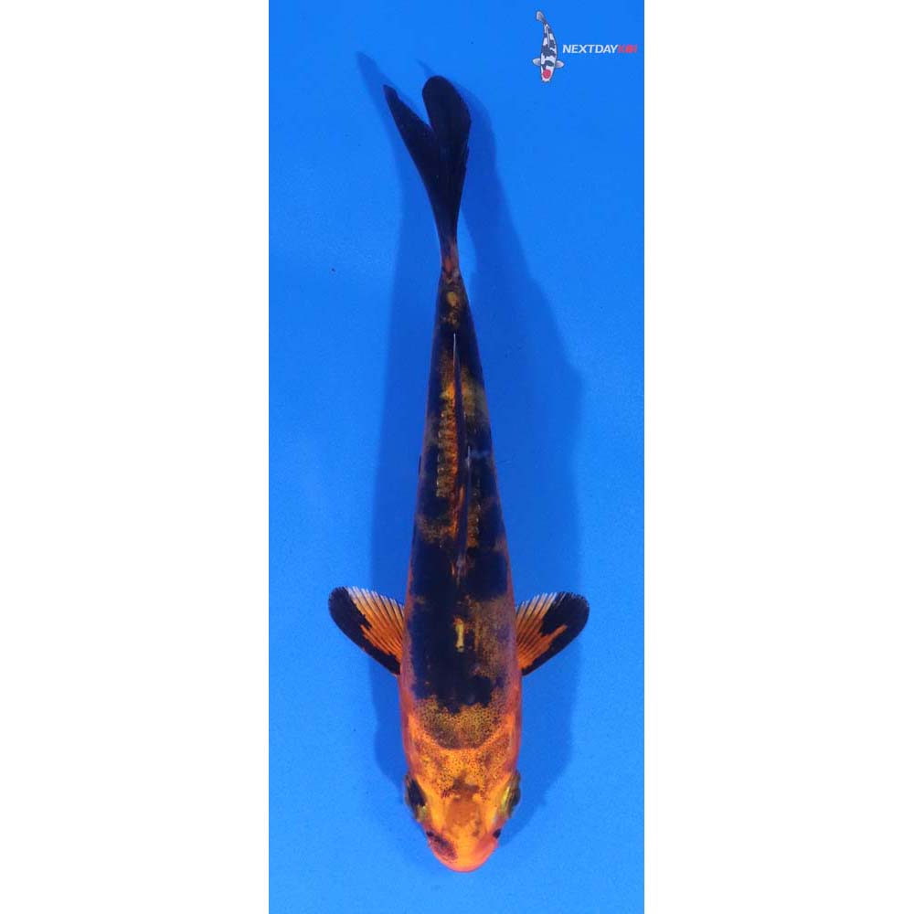 4” Imported Doitsu Kin Aka Bekko